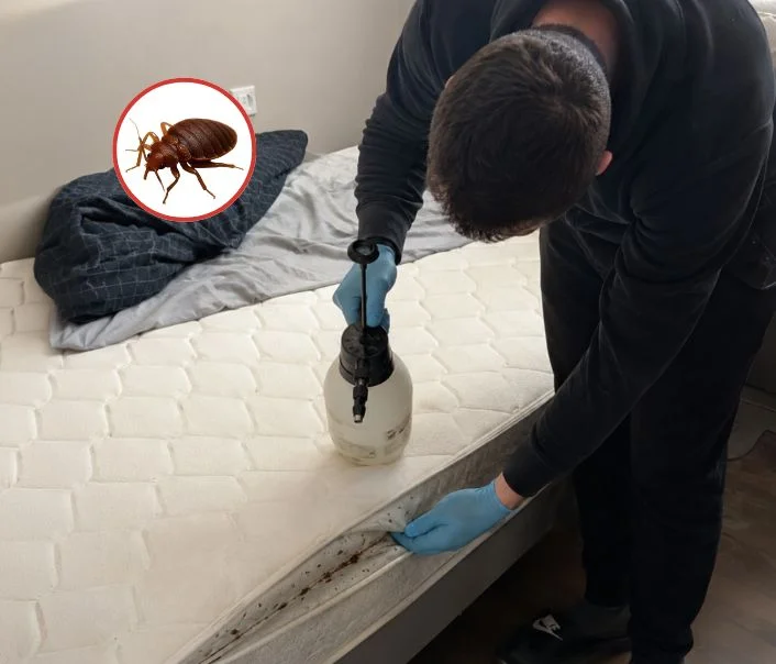 Technicien traitant un matelas contre les punaises de lit à Villiers-le-Bel